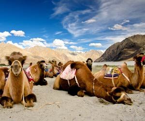 leh to manali taxi service